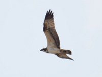Fischadler (Pandion haliaetus) 09